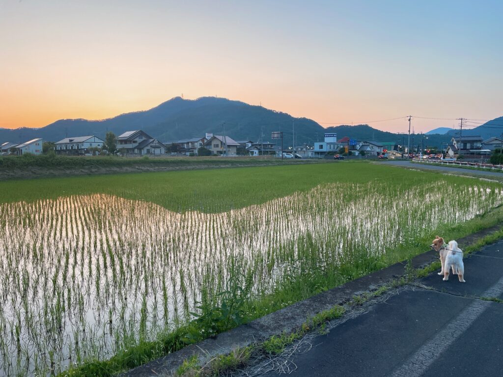 夕方の散歩道①