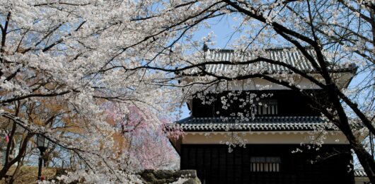 上田の桜と、これからの働き方。｜都会のスピードを少しだけ緩める春。