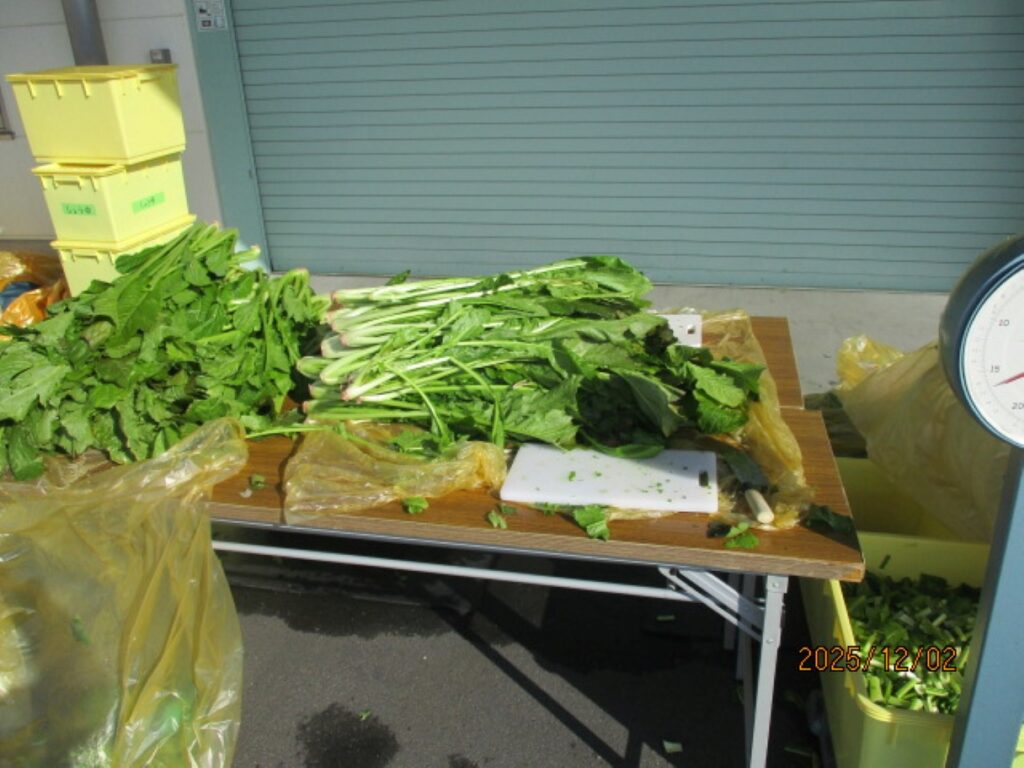 野沢菜漬け作りのようす